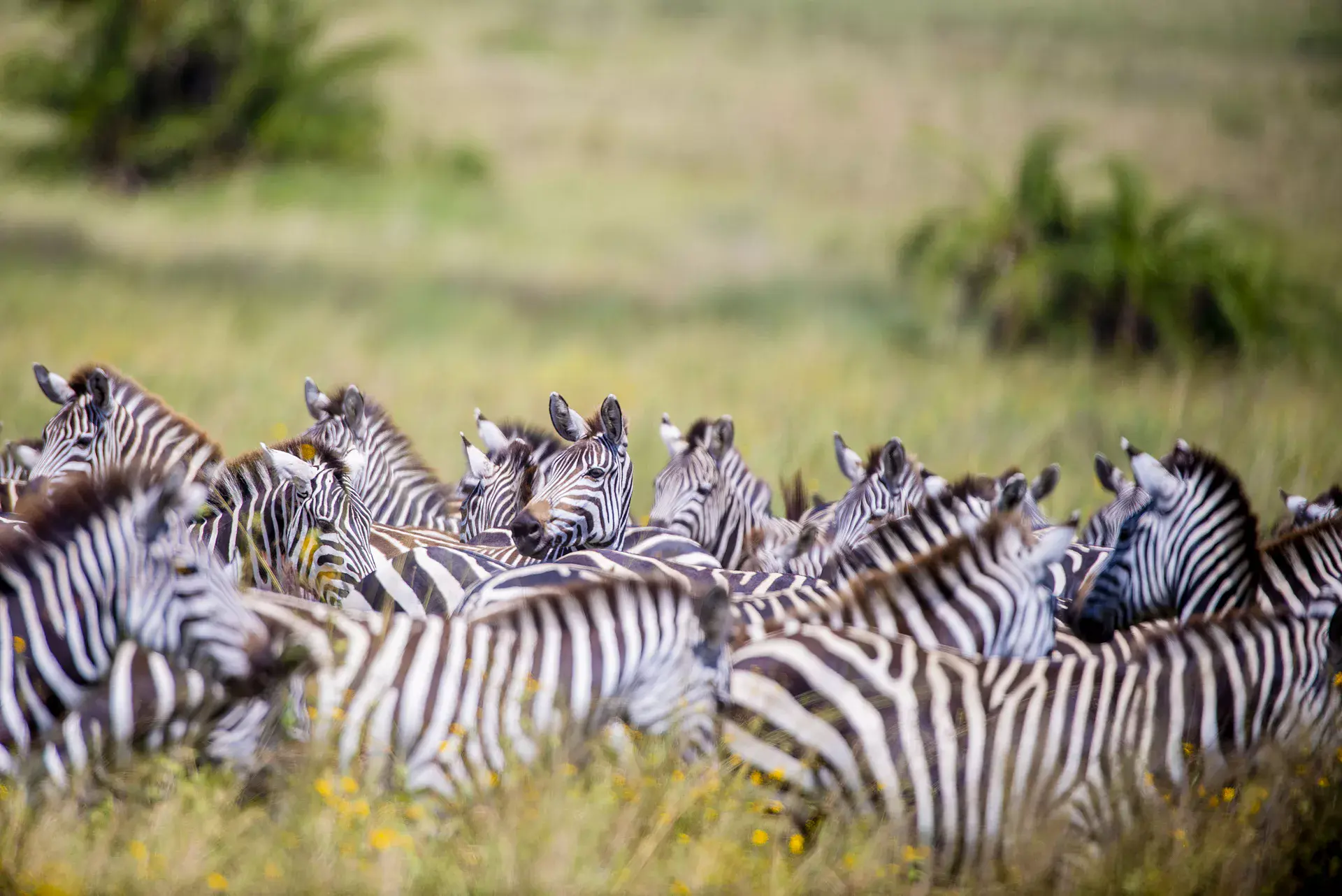 Adventure Expeditions